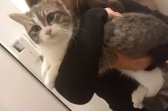 Chat gris-blanc sociable trouvé - photo