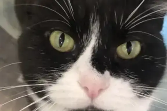 Lost Tuxedo Cat: Green Eyes, Raspy Meow