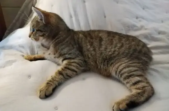 Chaton tigré trouvé à Aizenay - photo