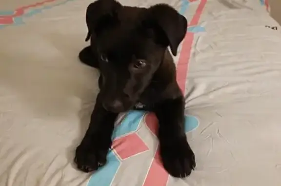 Chiot croisé labrador trouvé - photo