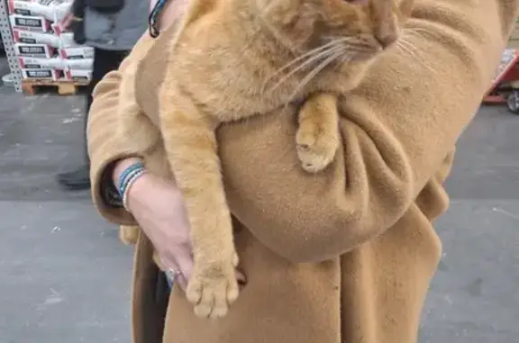 Chat mâle perdu à Agen Castorama - photo