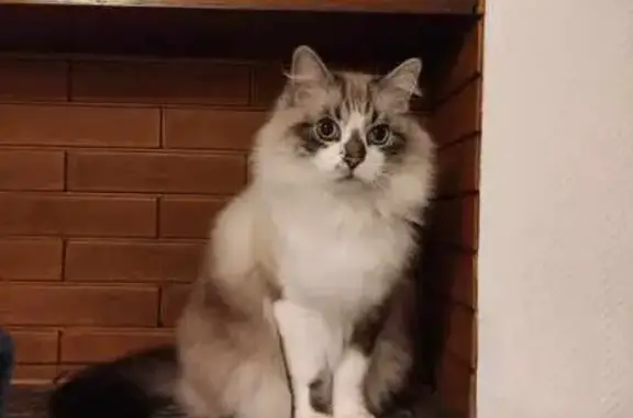 Animaux perdus , photo: Chat Birman perdu, 13 ans, Montrécourt