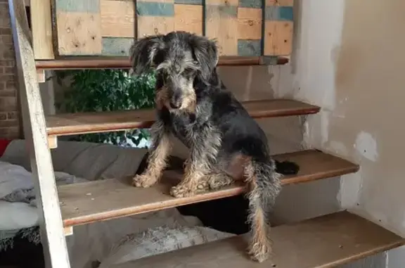 Chien perdu , photo : Madeleine, chienne perdue
