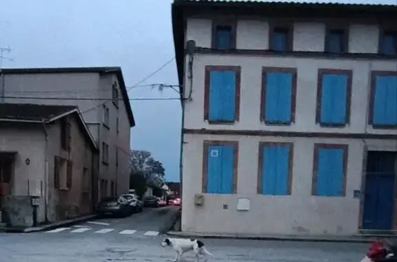 Chien égaré et affamé à Grisolles - photo