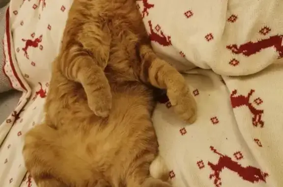 Animaux perdus Assas, photo: Chat Roux Hugo Perdu à Assas
