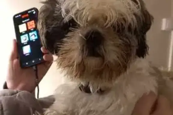 Chien perdu Villard-de-Lans, photo : Shih-tzu perdu le 1er Janvier
