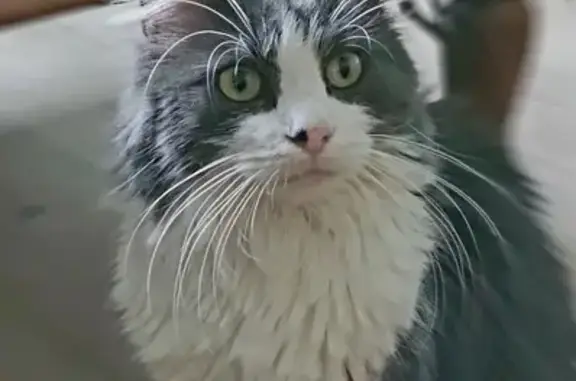 Animaux perdus Mérignac, photo: Chat Gris-Blanc Perdu - Mérignac
