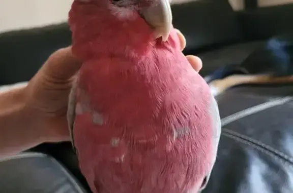 Help Find Gary: Lost Galah in Campbelltown!