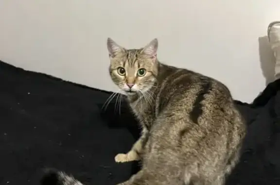 Animaux trouvés Maisons-Alfort, photo: Chat tigré vert perdu - Maisons-Alfort