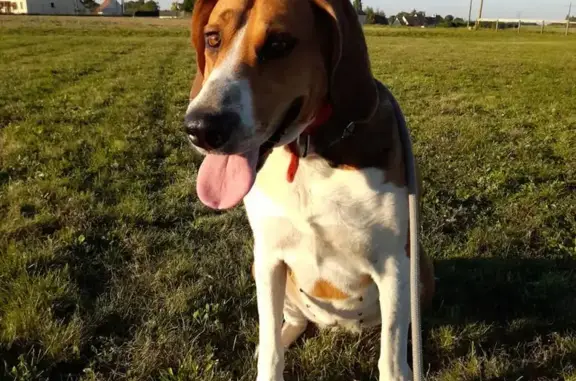 Chien perdu , photo : Chienne tricolore perdue à Bransles