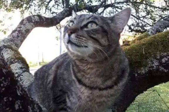 Animaux perdus , photo: Chat tigré Petton perdu à Varanges