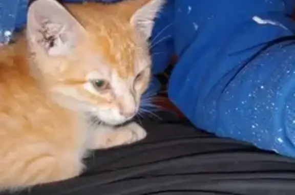 Chaton roux perdu - Famille? - photo
