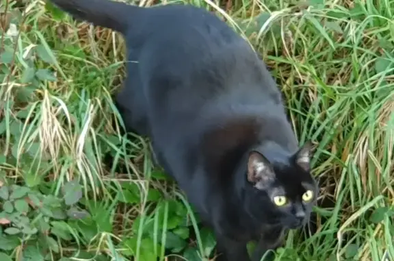 Animaux perdus , photo: Chatte noire perdue à Nivigne