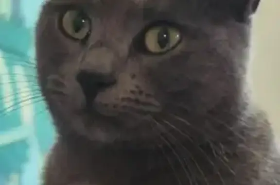 Animaux perdus Villejuif, photo: Chatte Krypto perdue à Villejuif