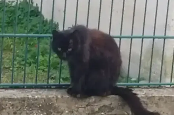 Animaux perdus Saint-Germain-du-Puy, photo: Chatte noire perdue, 14 ans