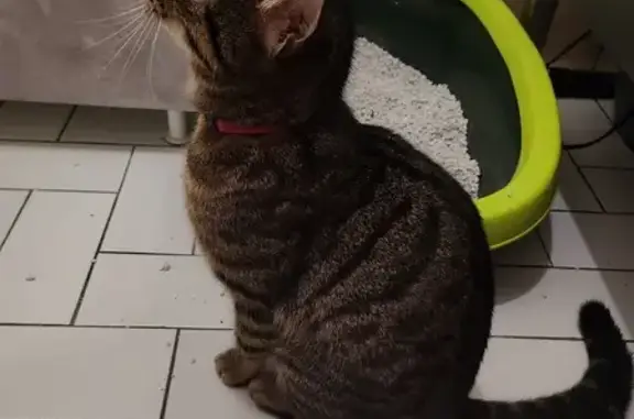 Chat perdu retrouvé à Reims - photo