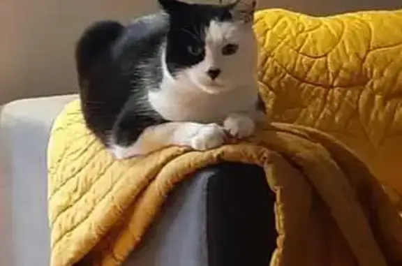 Snoopy, chat perdu à Castelnau - photo