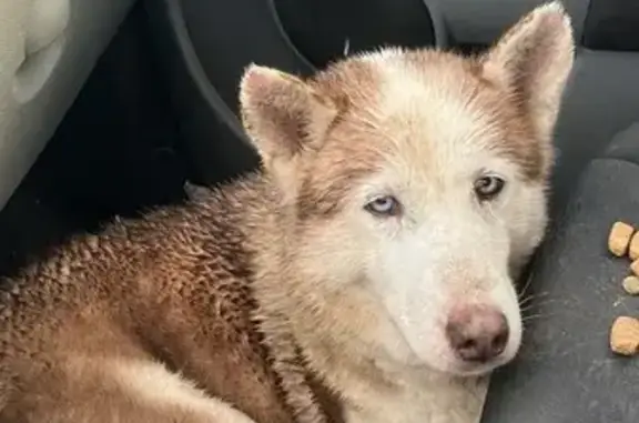 Husky aux yeux bleus trouvé D29 - photo