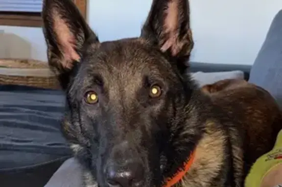 Chien perdu , photo : Alerte: Malinois perdu, Montagny
