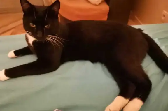 Animaux perdus Lezay, photo: Chat Nello perdu à Lezay 79120