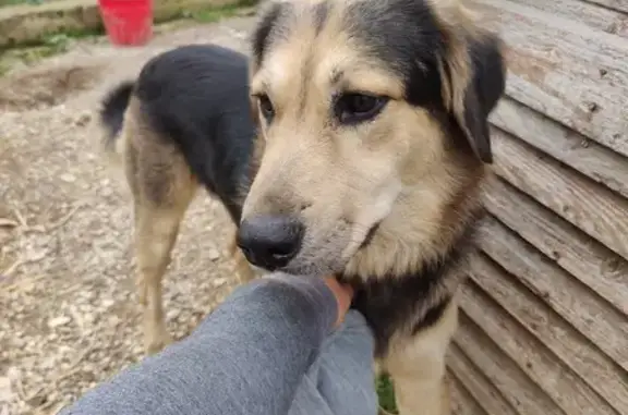 Chien perdu à La Tour-d'Aigues - photo