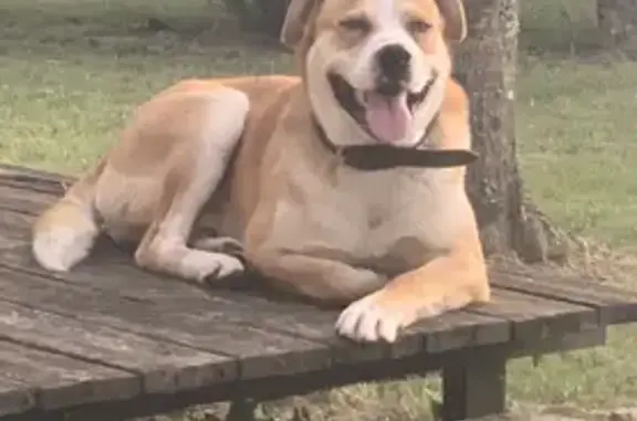 Animaux trouvés , photo: Chien beige perdu à Bernos