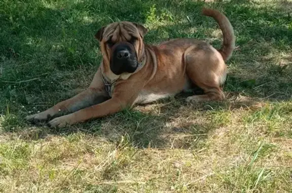 Animaux perdus , photo: Chiot fauve perdu à Groises