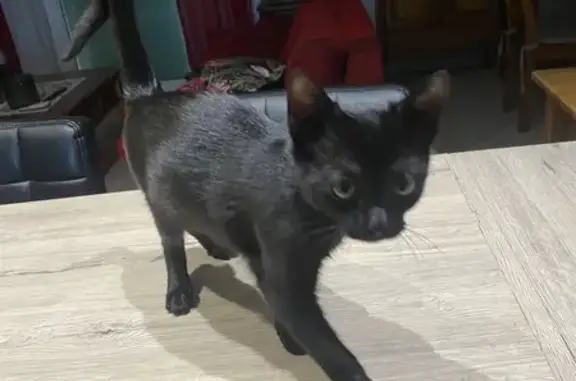 Chaton noir trouvé, queue cassée - photo