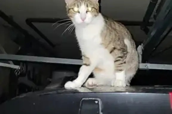 Chat perdu, , photo: Avis de recherche: Naya, chat perdu