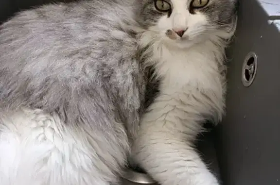 Animaux perdus Nesmy, photo: Chat blanc/gris perdu à Nesmy