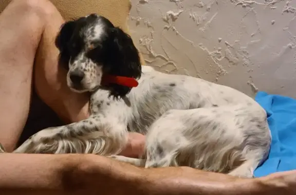 Animaux perdus , photo: Chien Perdu: Setter Anglais Tricolore
