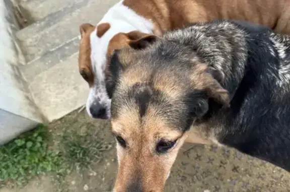 Chien perdu à Nevers - photo
