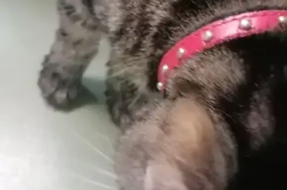 Chatte tigrée un œil perdu trouvée - photo