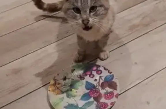 Chatte mignonne trouvée amaigrie - photo