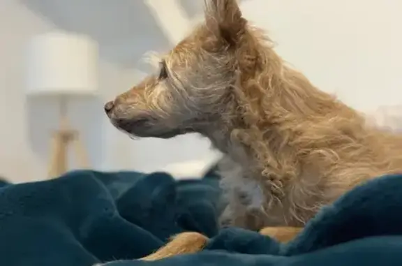 Chien perdu Habsheim, photo : Chien perdu et blessé - Urgent