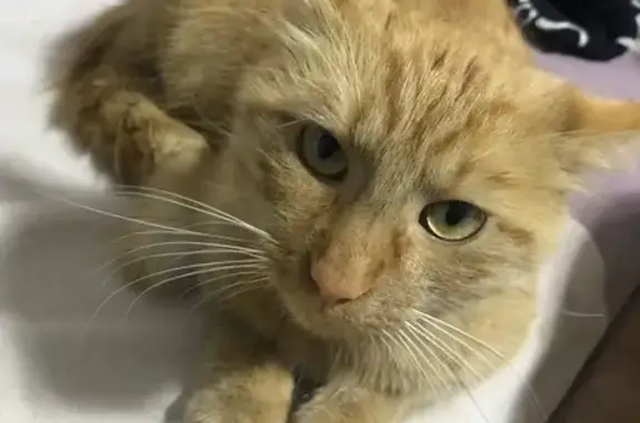 Chat perdu retrouvé à Laval - photo