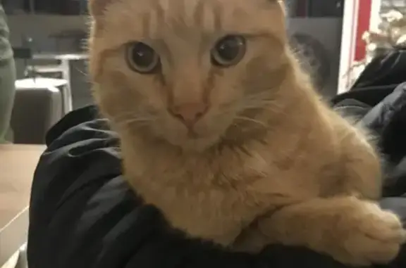 Chat roux trouvé à Saint-Privat - photo