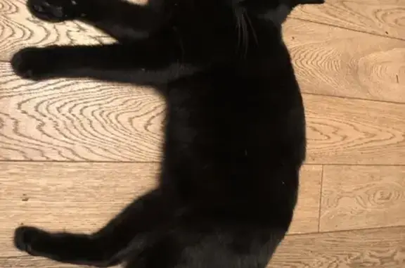 Chat noir trouvé, St-Roch Valenciennes - photo