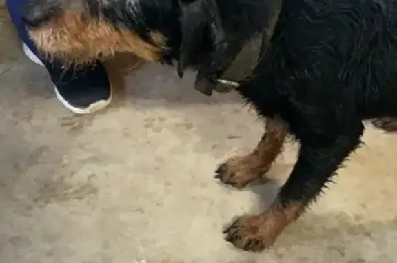 Chienne de chasse trouvée D980 - photo