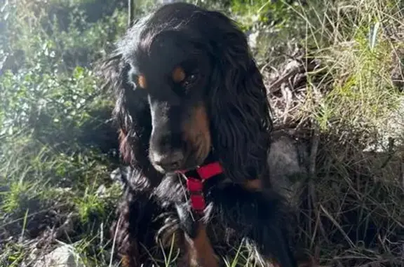 Chien perdu La Turbie, photo : Chien perdu: Harnais rouge, La Turbie