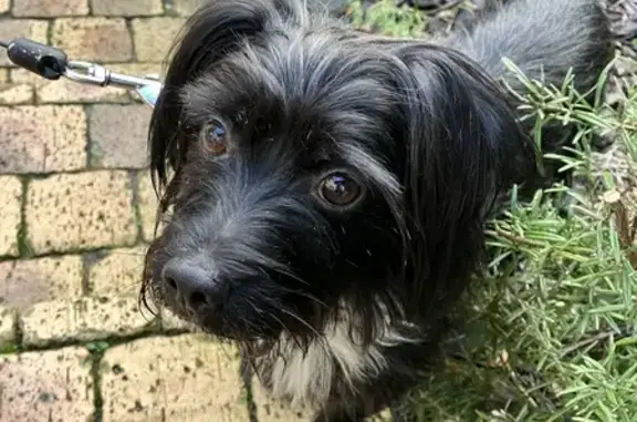 Petit chien noir perdu à Bruay - photo