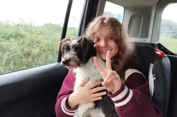 Chien docile sauvé à Mazerolles - photo