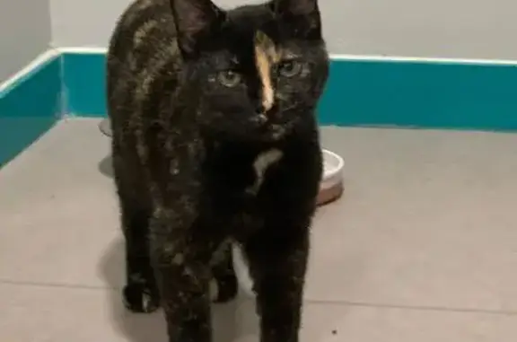 Chaton trouvé à Saran - photo