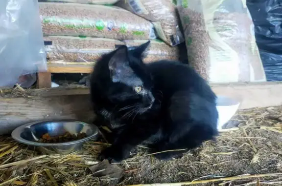 Chaton noir perdu à Sury-le-Comtal - photo