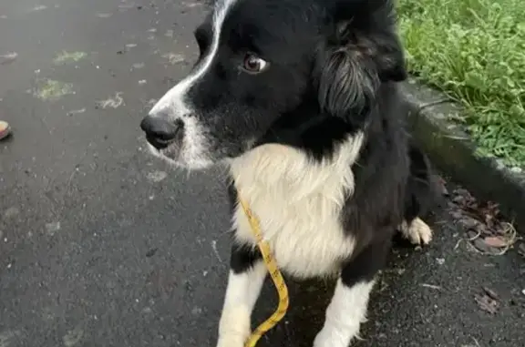 Chien trouvé Redon, photo: Chien perdu rue des Marais