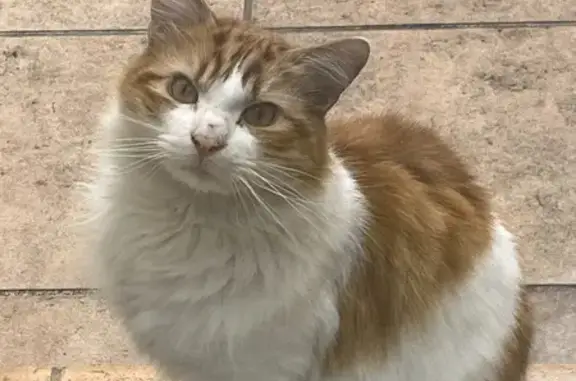 Chat roux et blanc trouvé à Avignon - photo