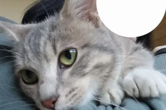 Chaton femelle trouvé à Belleville - photo