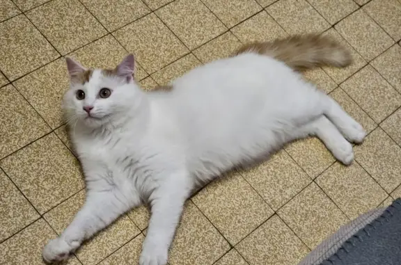 Chaton mâle trouvé à Troissy - photo