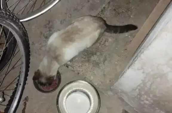 Chat retrouvé Rue du Portail Alban - photo