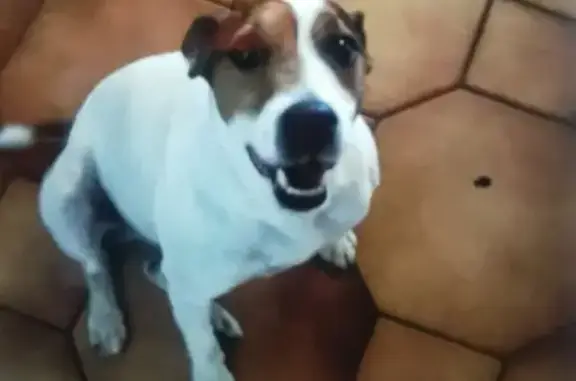 Chien perdu , photo : Chien Jack Russel perdu - Fanzi
